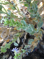 Scaevola ovalifolia