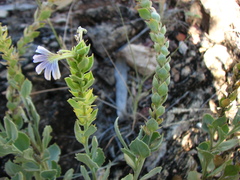 Scaevola ovalifolia