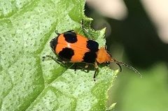 Aulacophora hilaris