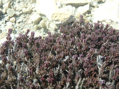 Thymus helendzhicus