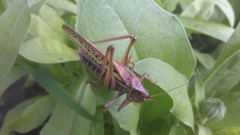 Gampsocleis sedakovii