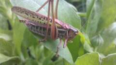 Gampsocleis sedakovii