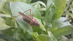 Gampsocleis sedakovii