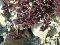 Thymus helendzhicus