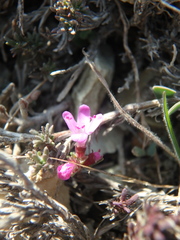 Thymus helendzhicus