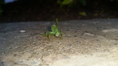 Tettigoniidae
