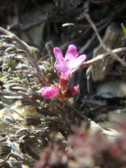 Thymus helendzhicus