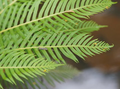 Blechnum nudum