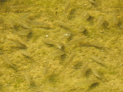 Planiliza