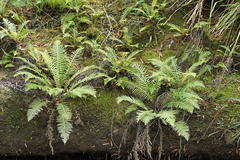 Blechnum nudum
