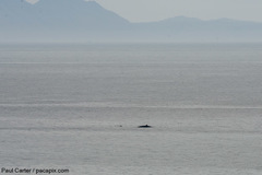 Balaenoptera edeni brydei