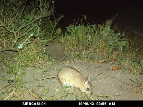 Cape Gerbil (Gerbilliscus afer)
