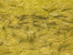 Planiliza