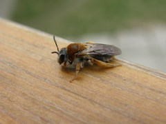 Andrena haemorrhoa