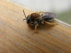 Andrena haemorrhoa
