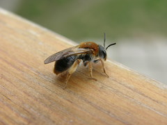 Andrena haemorrhoa