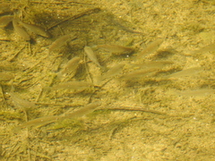 Planiliza