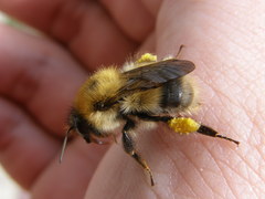 Bombus modestus