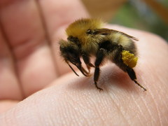 Bombus modestus