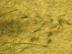 Planiliza