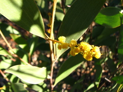 Acacia megalantha