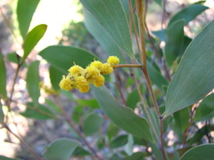 Acacia megalantha