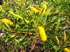 Acacia citriodora