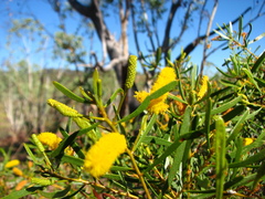 Acacia citriodora