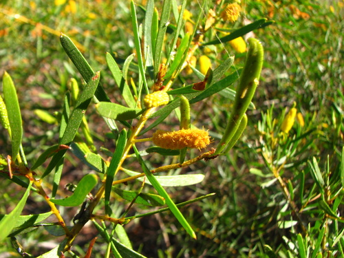 Acacia citriodora