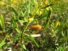 Acacia citriodora