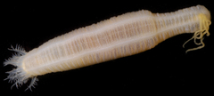 Leptosynapta tenuis
