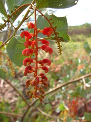 Grevillea wickhamii