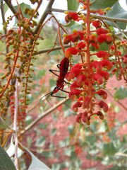 Grevillea wickhamii