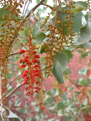 Grevillea wickhamii