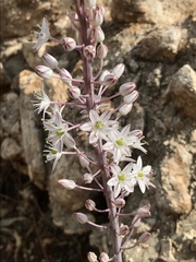 Drimia maritima