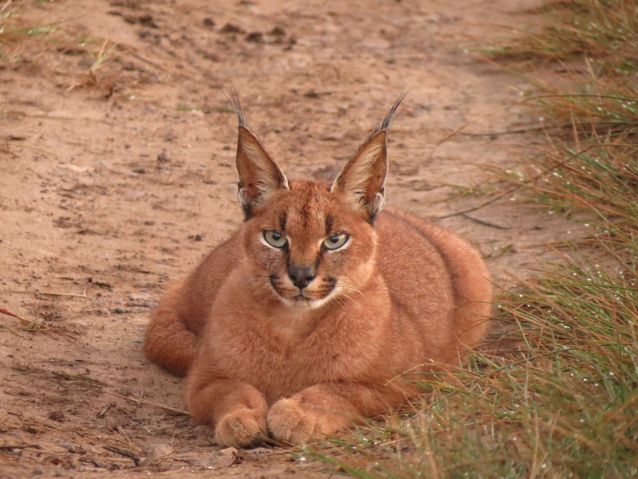 Karakali (Caracal caracal) · iNaturalist Suomi