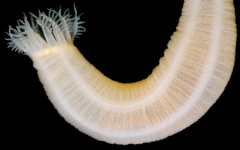 Leptosynapta tenuis
