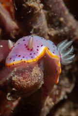 Goniobranchus woodwardae