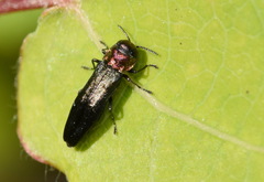 Agrilus pratensis