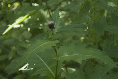 Cirsium sychnosanthum