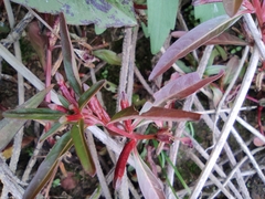 Ludwigia prostrata