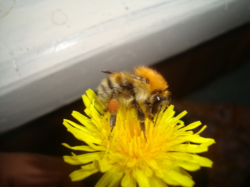 Schrenck's Bumble Bee