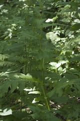Cirsium sychnosanthum