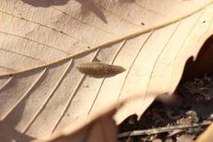 Ledropsis discolor