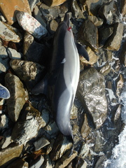 Delphinus delphis ponticus