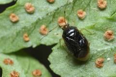 Monalocoris filicis
