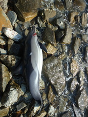 Delphinus delphis ponticus