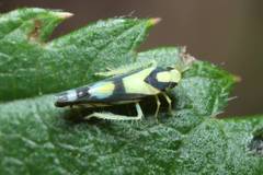 Aguriahana triangularis