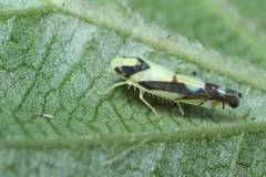 Aguriahana triangularis