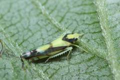 Aguriahana triangularis